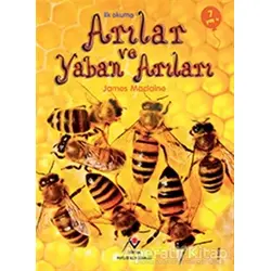 İlk Okuma - Arılar ve Yaban Arıları - James Maclaine - TÜBİTAK Yayınları