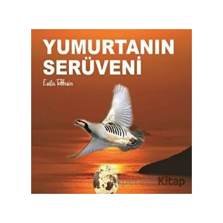 Yumurtanın Serüveni - Esila Tekkeşin - Kitap72 Yayınları