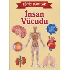 Eğitici Kartlar - İnsan Vücüdu - Kolektif - Teleskop Popüler Bilim